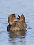 Gadwall